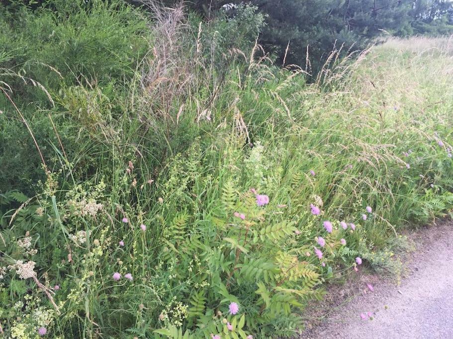 Entspannung In Der Schoenen Lueneburger Heide Gohrde エクステリア 写真
